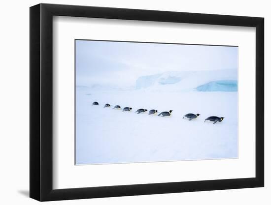 Snow Hill Island, Antarctica. Adult Emperor Penguin tobogganing in a line to save energy-Dee Ann Pederson-Framed Photographic Print
