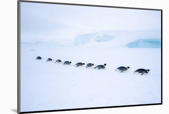 Snow Hill Island, Antarctica. Adult Emperor Penguin tobogganing in a line to save energy-Dee Ann Pederson-Mounted Photographic Print