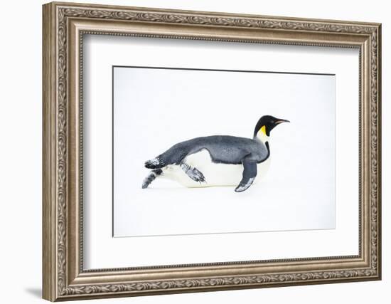 Snow Hill Island, Antarctica. Adult Emperor penguin tobogganing to save energy-Dee Ann Pederson-Framed Photographic Print