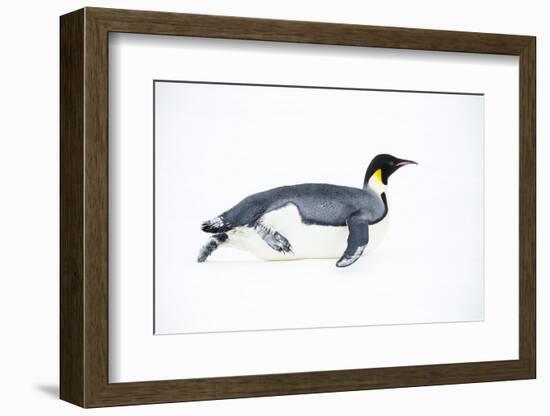 Snow Hill Island, Antarctica. Adult Emperor penguin tobogganing to save energy-Dee Ann Pederson-Framed Photographic Print