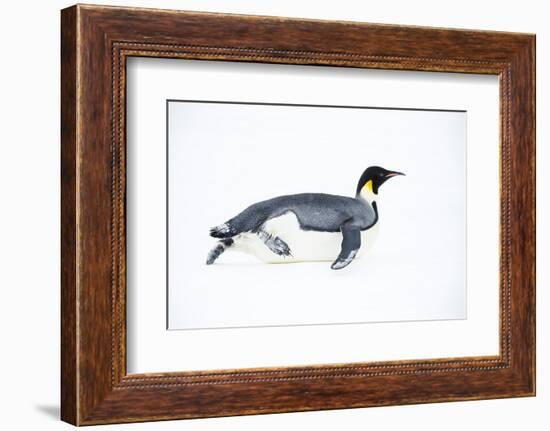 Snow Hill Island, Antarctica. Adult Emperor penguin tobogganing to save energy-Dee Ann Pederson-Framed Photographic Print