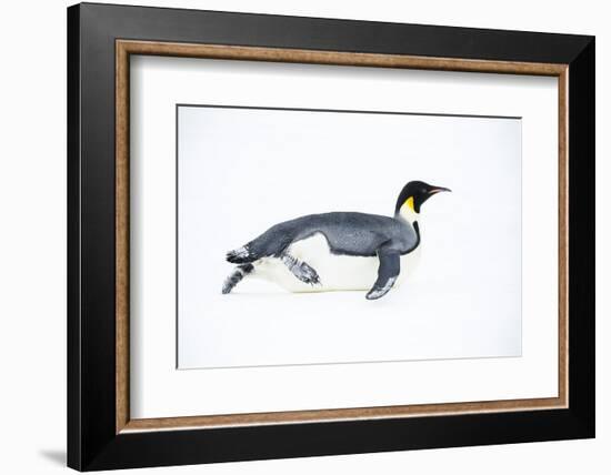 Snow Hill Island, Antarctica. Adult Emperor penguin tobogganing to save energy-Dee Ann Pederson-Framed Photographic Print