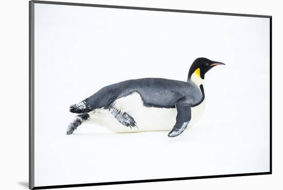 Snow Hill Island, Antarctica. Adult Emperor penguin tobogganing to save energy-Dee Ann Pederson-Mounted Photographic Print