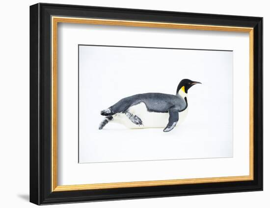 Snow Hill Island, Antarctica. Adult Emperor penguin tobogganing to save energy-Dee Ann Pederson-Framed Photographic Print