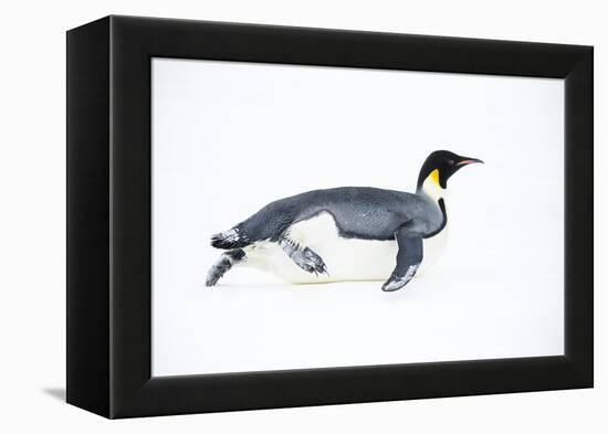 Snow Hill Island, Antarctica. Adult Emperor penguin tobogganing to save energy-Dee Ann Pederson-Framed Premier Image Canvas