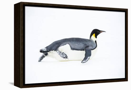 Snow Hill Island, Antarctica. Adult Emperor penguin tobogganing to save energy-Dee Ann Pederson-Framed Premier Image Canvas