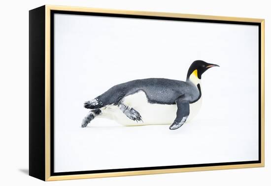 Snow Hill Island, Antarctica. Adult Emperor penguin tobogganing to save energy-Dee Ann Pederson-Framed Premier Image Canvas