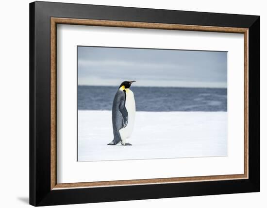 Snow Hill Island, Antarctica. Adult Emperor penguin traveled to the edge of the ice shelf to fish.-Dee Ann Pederson-Framed Photographic Print