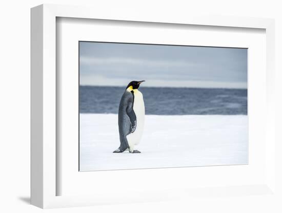 Snow Hill Island, Antarctica. Adult Emperor penguin traveled to the edge of the ice shelf to fish.-Dee Ann Pederson-Framed Photographic Print