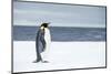 Snow Hill Island, Antarctica. Adult Emperor penguin traveled to the edge of the ice shelf to fish.-Dee Ann Pederson-Mounted Photographic Print