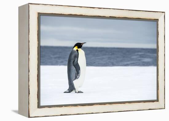 Snow Hill Island, Antarctica. Adult Emperor penguin traveled to the edge of the ice shelf to fish.-Dee Ann Pederson-Framed Premier Image Canvas