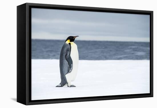 Snow Hill Island, Antarctica. Adult Emperor penguin traveled to the edge of the ice shelf to fish.-Dee Ann Pederson-Framed Premier Image Canvas