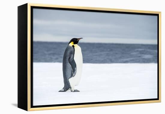 Snow Hill Island, Antarctica. Adult Emperor penguin traveled to the edge of the ice shelf to fish.-Dee Ann Pederson-Framed Premier Image Canvas