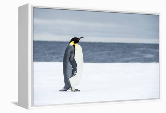 Snow Hill Island, Antarctica. Adult Emperor penguin traveled to the edge of the ice shelf to fish.-Dee Ann Pederson-Framed Premier Image Canvas