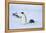 Snow Hill Island, Antarctica. Adult Emperor penguins tobogganing to save energy-Dee Ann Pederson-Framed Premier Image Canvas