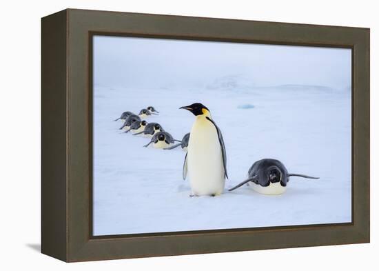 Snow Hill Island, Antarctica. Adult Emperor penguins tobogganing to save energy-Dee Ann Pederson-Framed Premier Image Canvas