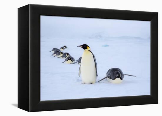 Snow Hill Island, Antarctica. Adult Emperor penguins tobogganing to save energy-Dee Ann Pederson-Framed Premier Image Canvas