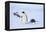 Snow Hill Island, Antarctica. Adult Emperor penguins tobogganing to save energy-Dee Ann Pederson-Framed Premier Image Canvas