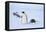 Snow Hill Island, Antarctica. Adult Emperor penguins tobogganing to save energy-Dee Ann Pederson-Framed Premier Image Canvas