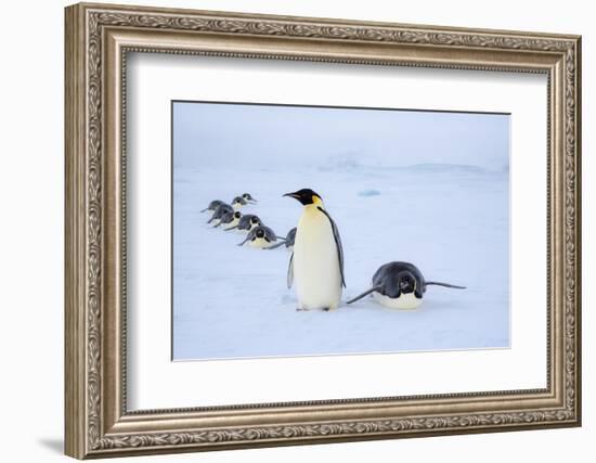 Snow Hill Island, Antarctica. Adult Emperor penguins tobogganing to save energy-Dee Ann Pederson-Framed Photographic Print