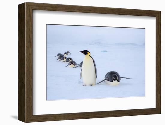 Snow Hill Island, Antarctica. Adult Emperor penguins tobogganing to save energy-Dee Ann Pederson-Framed Photographic Print