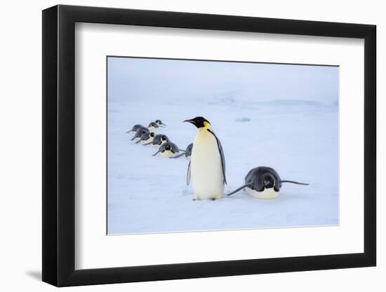 Snow Hill Island, Antarctica. Adult Emperor penguins tobogganing to save energy-Dee Ann Pederson-Framed Photographic Print