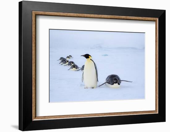 Snow Hill Island, Antarctica. Adult Emperor penguins tobogganing to save energy-Dee Ann Pederson-Framed Photographic Print