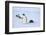 Snow Hill Island, Antarctica. Adult Emperor penguins tobogganing to save energy-Dee Ann Pederson-Framed Photographic Print