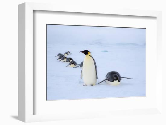 Snow Hill Island, Antarctica. Adult Emperor penguins tobogganing to save energy-Dee Ann Pederson-Framed Photographic Print