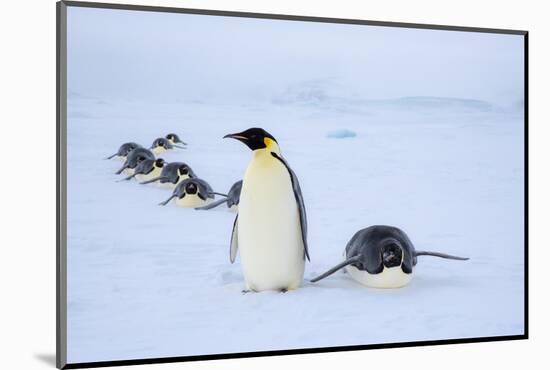 Snow Hill Island, Antarctica. Adult Emperor penguins tobogganing to save energy-Dee Ann Pederson-Mounted Photographic Print