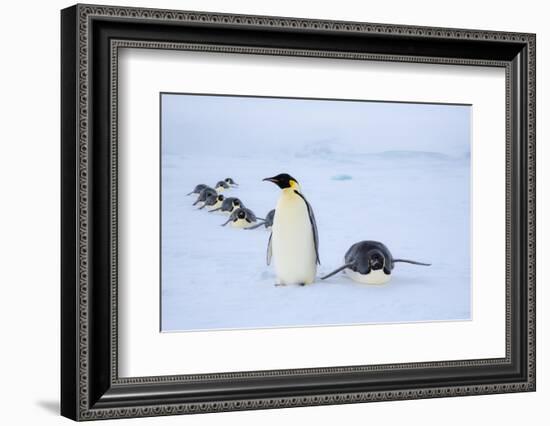 Snow Hill Island, Antarctica. Adult Emperor penguins tobogganing to save energy-Dee Ann Pederson-Framed Photographic Print