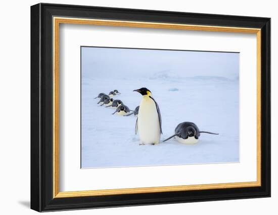 Snow Hill Island, Antarctica. Adult Emperor penguins tobogganing to save energy-Dee Ann Pederson-Framed Photographic Print