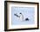 Snow Hill Island, Antarctica. Adult Emperor penguins tobogganing to save energy-Dee Ann Pederson-Framed Photographic Print