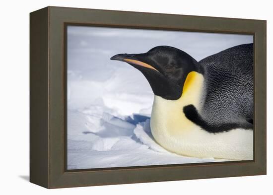 Snow Hill Island, Antarctica. Close-up emperor penguin on its belly resting.-Dee Ann Pederson-Framed Premier Image Canvas