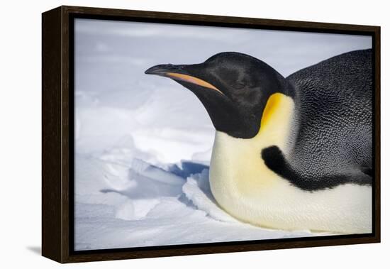 Snow Hill Island, Antarctica. Close-up emperor penguin on its belly resting.-Dee Ann Pederson-Framed Premier Image Canvas