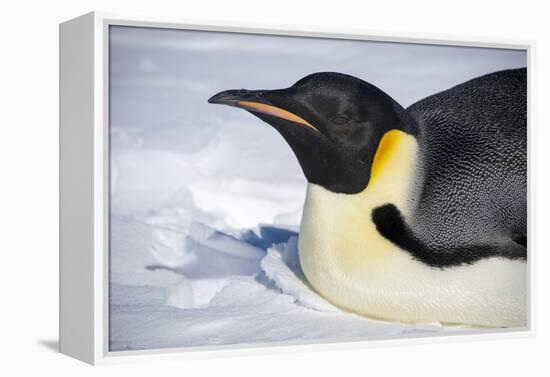 Snow Hill Island, Antarctica. Close-up emperor penguin on its belly resting.-Dee Ann Pederson-Framed Premier Image Canvas