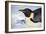 Snow Hill Island, Antarctica. Close-up emperor penguin on its belly resting.-Dee Ann Pederson-Framed Photographic Print