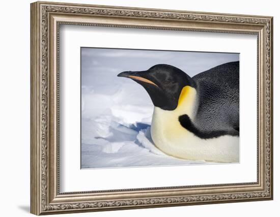 Snow Hill Island, Antarctica. Close-up emperor penguin on its belly resting.-Dee Ann Pederson-Framed Photographic Print