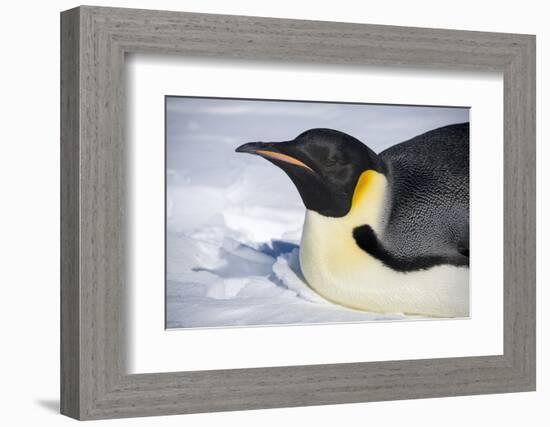 Snow Hill Island, Antarctica. Close-up emperor penguin on its belly resting.-Dee Ann Pederson-Framed Photographic Print