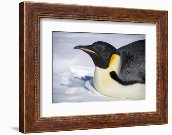 Snow Hill Island, Antarctica. Close-up emperor penguin on its belly resting.-Dee Ann Pederson-Framed Photographic Print