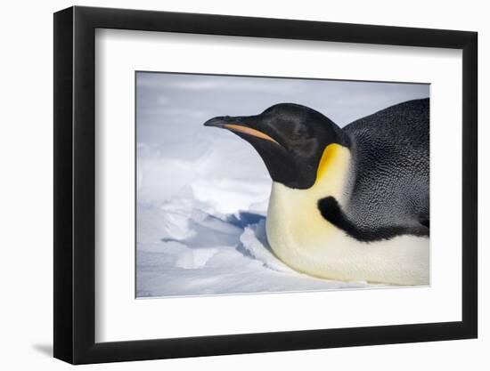 Snow Hill Island, Antarctica. Close-up emperor penguin on its belly resting.-Dee Ann Pederson-Framed Photographic Print