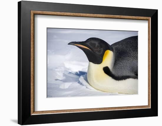 Snow Hill Island, Antarctica. Close-up emperor penguin on its belly resting.-Dee Ann Pederson-Framed Photographic Print