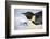 Snow Hill Island, Antarctica. Close-up emperor penguin on its belly resting.-Dee Ann Pederson-Framed Photographic Print