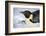 Snow Hill Island, Antarctica. Close-up emperor penguin on its belly resting.-Dee Ann Pederson-Framed Photographic Print