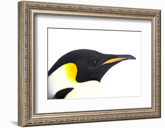 Snow Hill Island, Antarctica. Close-up emperor penguin side portrait with total white background.-Dee Ann Pederson-Framed Photographic Print