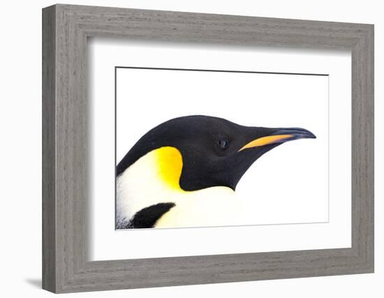 Snow Hill Island, Antarctica. Close-up emperor penguin side portrait with total white background.-Dee Ann Pederson-Framed Photographic Print