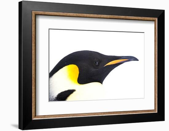 Snow Hill Island, Antarctica. Close-up emperor penguin side portrait with total white background.-Dee Ann Pederson-Framed Photographic Print