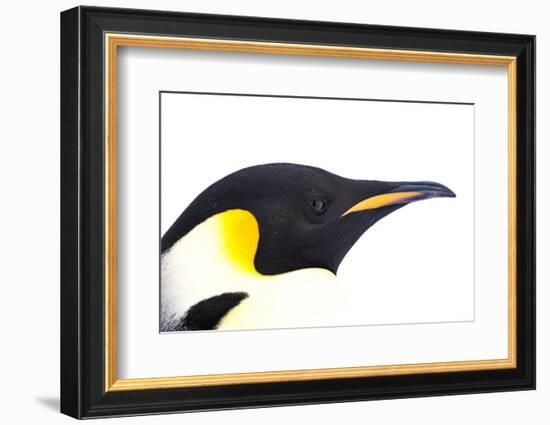 Snow Hill Island, Antarctica. Close-up emperor penguin side portrait with total white background.-Dee Ann Pederson-Framed Photographic Print