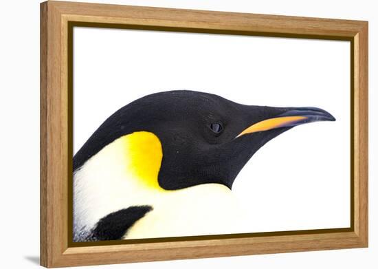 Snow Hill Island, Antarctica. Close-up emperor penguin side portrait with total white background.-Dee Ann Pederson-Framed Premier Image Canvas