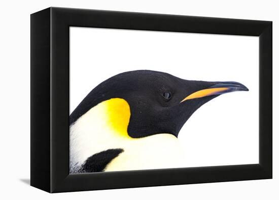 Snow Hill Island, Antarctica. Close-up emperor penguin side portrait with total white background.-Dee Ann Pederson-Framed Premier Image Canvas